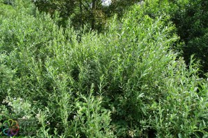 salix cinerea (6)